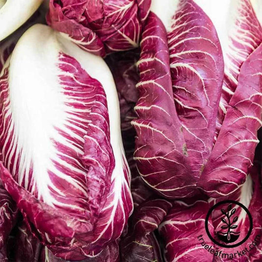 Rouge de Verona Radicchio