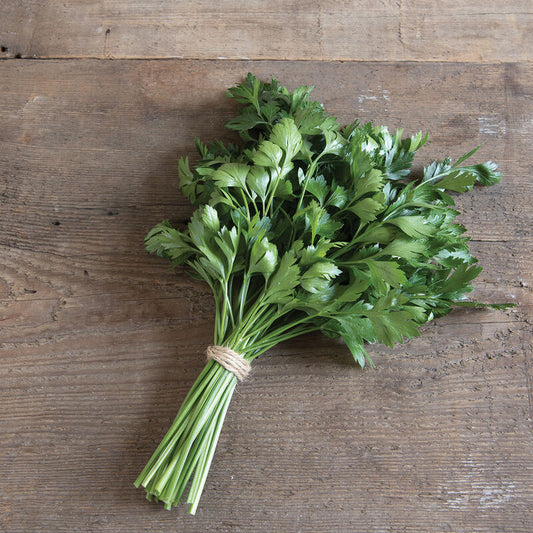Giant of Italy Parsley