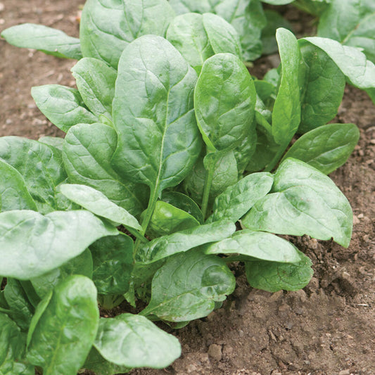 Covair Spinach 6-Pack