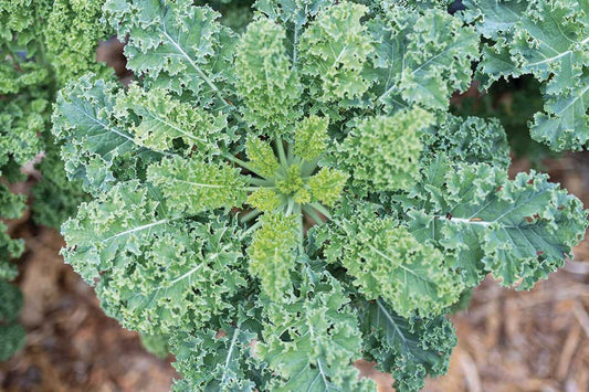 Vates Kale