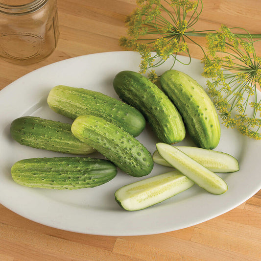 Cool Customer Cucumber