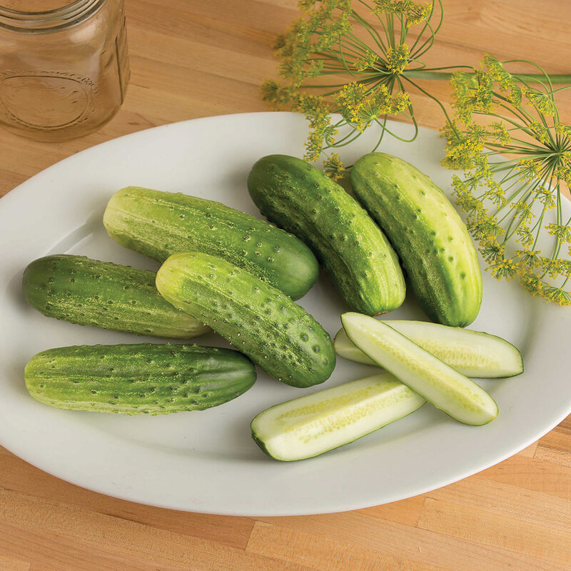 Cool Customer Cucumber