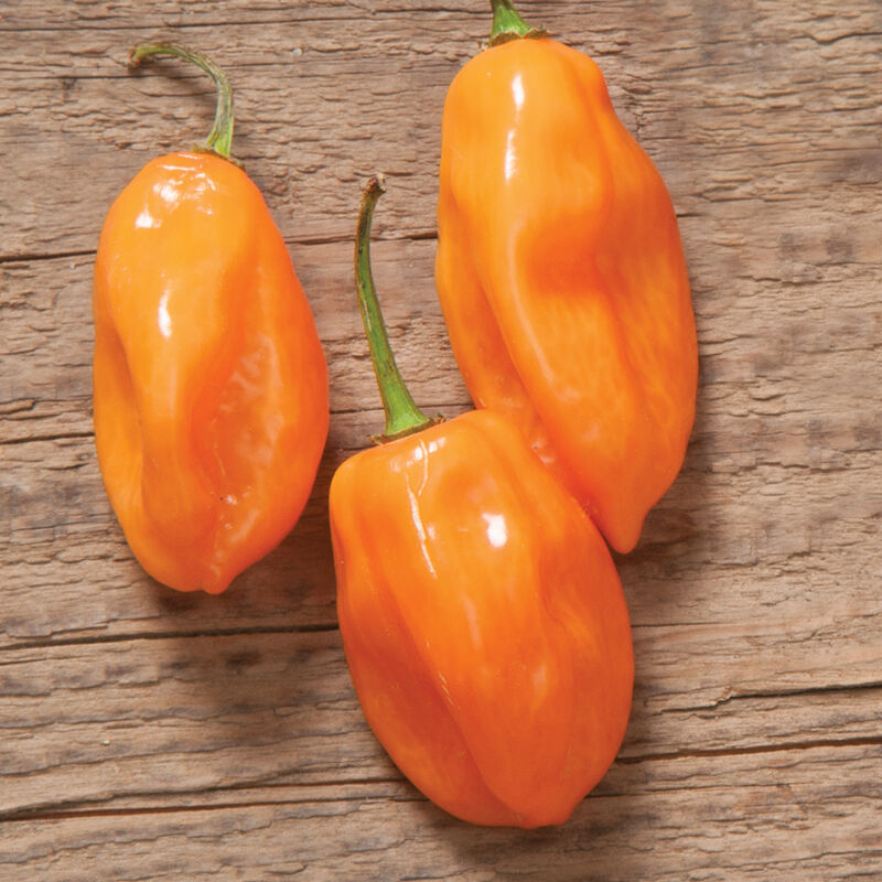 Habanero Pepper