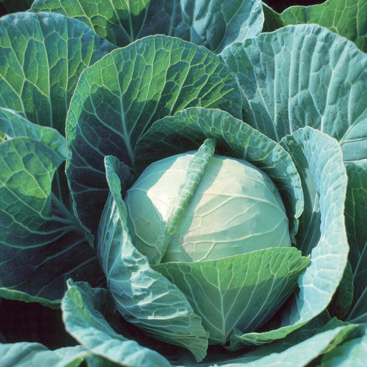 Farao Cabbage