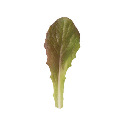 Rouge d'Hiver Romaine Lettuce 6-Pack