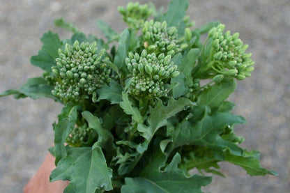 Early Rapini Broccoli