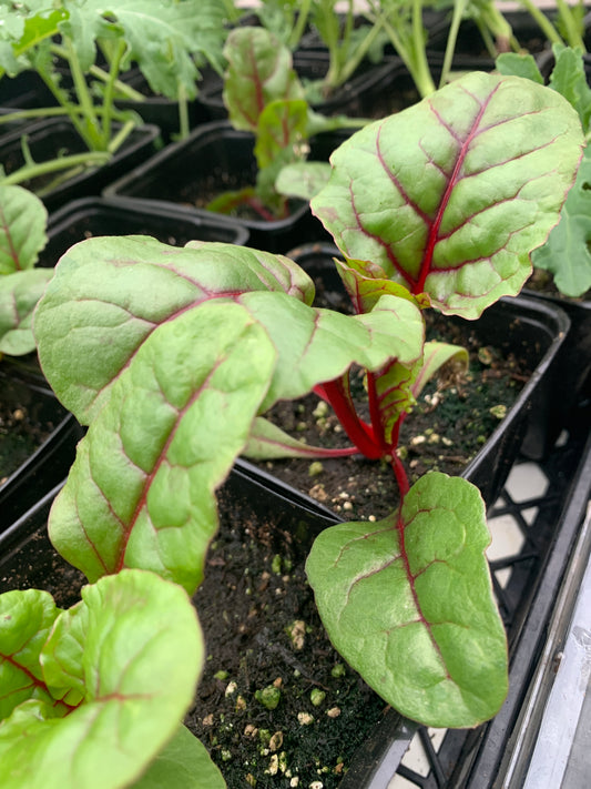 Rainbow Chard