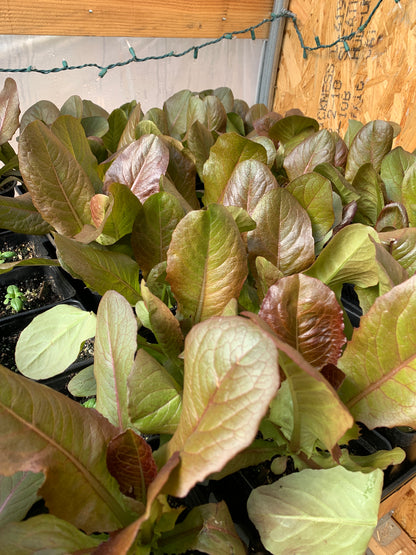 Rouge d'Hiver Romaine Lettuce 6-Pack