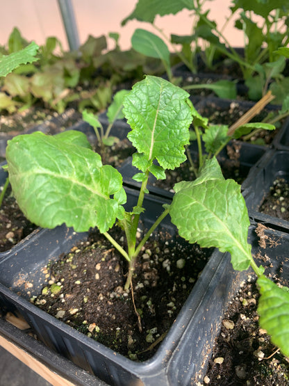 Ethiopian Kale