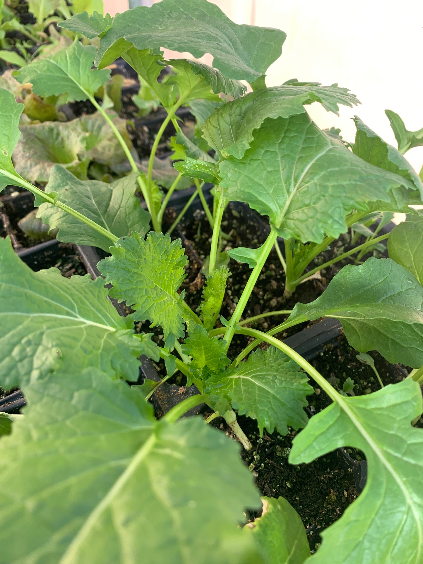 Early Rapini Broccoli