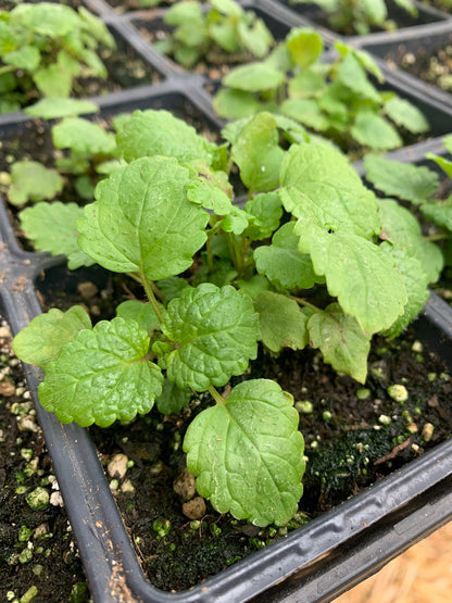 Lemon Balm