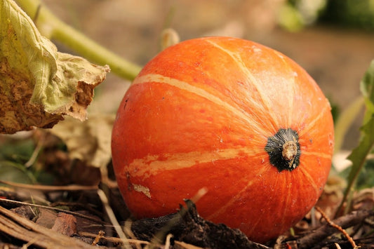 Gold Nugget Squash