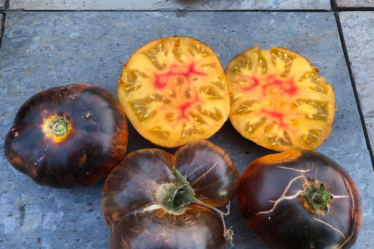 Lucid Gem Tomato
