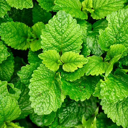 Lemon Balm