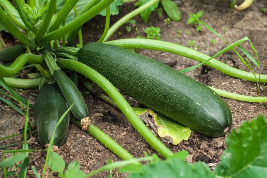 Dark Green Zucchini
